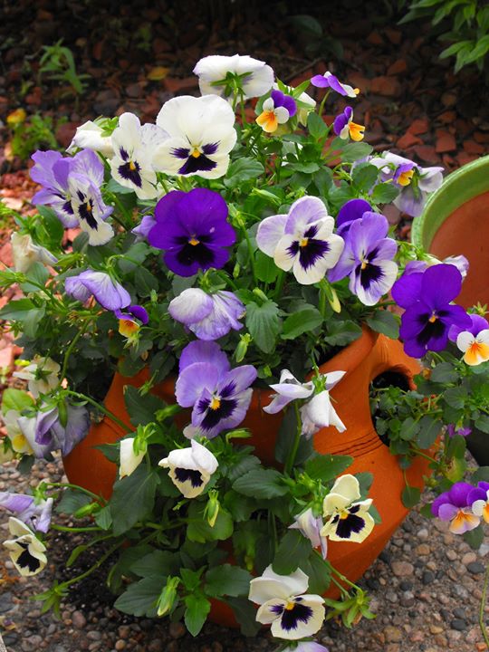 spring, container gardening, easter decorations, flowers, gardening, seasonal holiday d cor, Strawberry pot full of pansies