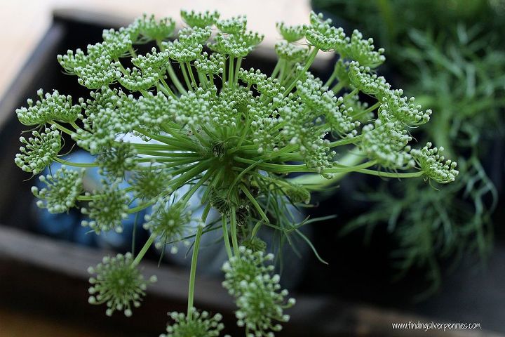 early autumn decorating, crafts, seasonal holiday decor, Queen Anne s Lace from Trader Joe s