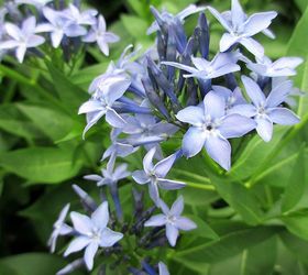 garden walk june 1st, flowers, gardening, outdoor living, Amsonia bringing blue to the garden