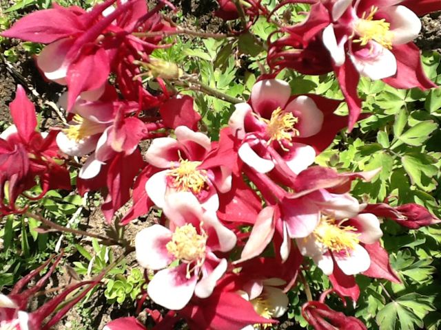 plants to attract hummingbirds, container gardening, flowers, gardening, pets animals, Aquilegea Columbine is one of the Hummers favorites