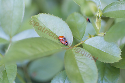 ladybugs aka coccinellidae novemnotatas role in gardens, flowers, gardening, outdoor living, pets animals, succulents, Ladybug twins on the leaves of one of the rose shrubs growing in my garden was featured in a post FOR INFO ON ROSES SEE LINK