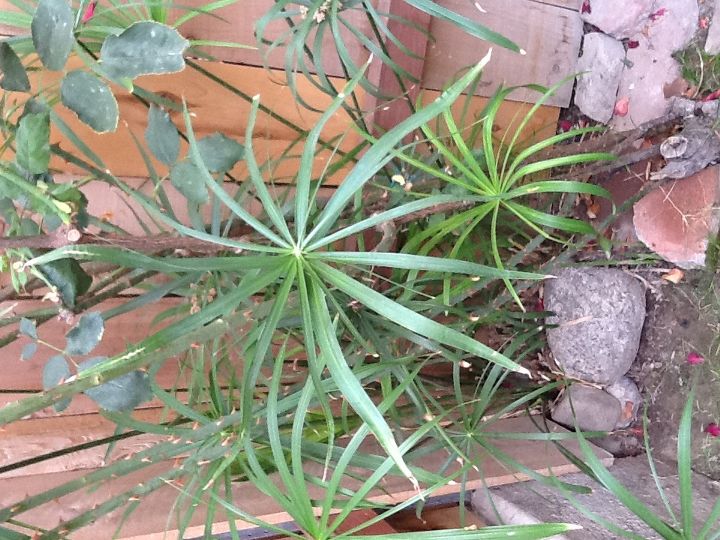 help identify, gardening