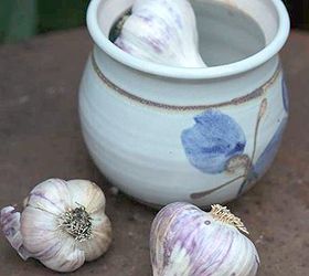 how to grow garlic, gardening