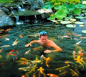 backyard ponds make fish keeping fun, outdoor living, ponds water features, Swimming with the fishes