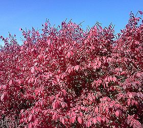 some fall color thoughts to brighten your day, gardening, seasonal holiday decor, Another view of Burning Bush