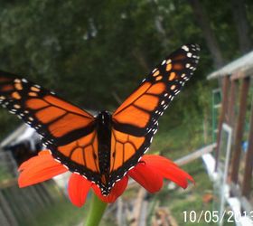 monarchs and bee s in october i was so shocked, flowers, gardening, pets animals, Mess in background is greenhouse in progress