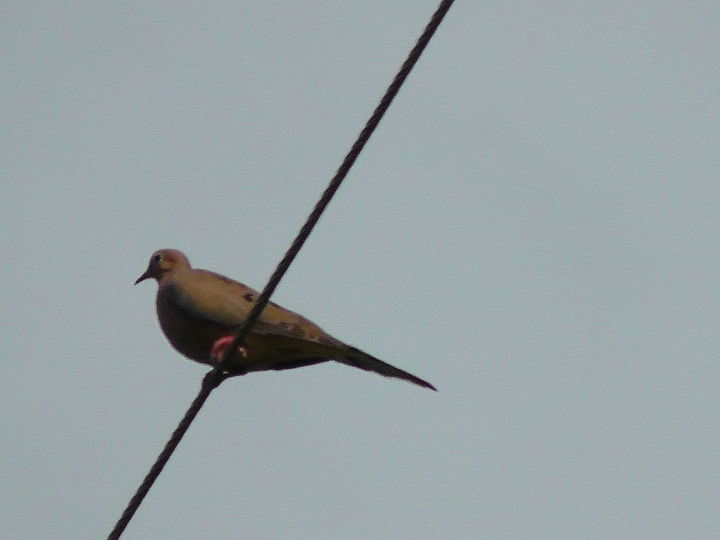 more about my hobby, flowers, gardening, This dove is always a loner She always hop on this wire every time I am in my garden just watching I guess but she he is always alone