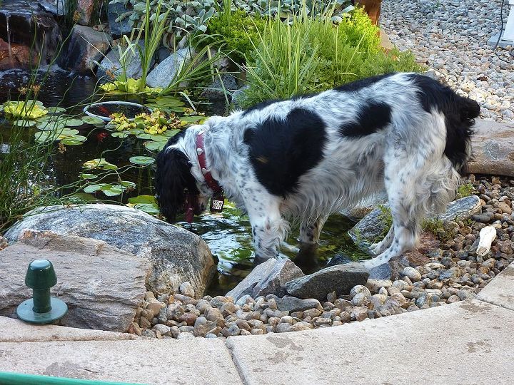 pond pets, outdoor living, pets animals, ponds water features, About to jump in and take a dip