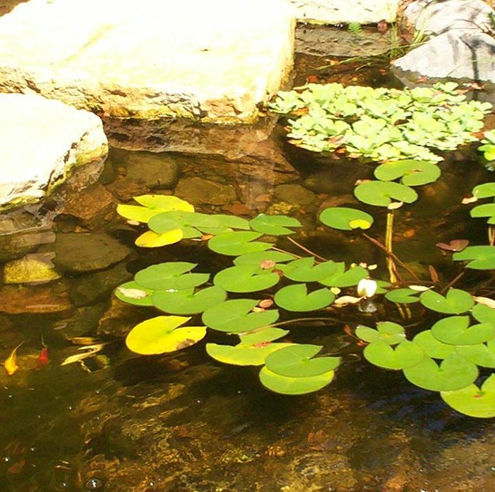 Ponds Inc. of Illinois
Website: www.ponds-inc.com
Facebook: https://www.facebook.com/PondsInc
Hometalk: http://www.hometalk.com/ponds
Pinterest: http://pinterest.com/pondsinc
Twitter: https://twitter.com/PondsInc4you
Flickr: http://www.flickr.com/photos/pondsincofillinois/
Certified Aquascape Contractor (CAC) in your area: http://www.aquascapeinc.com/findcontractors.php