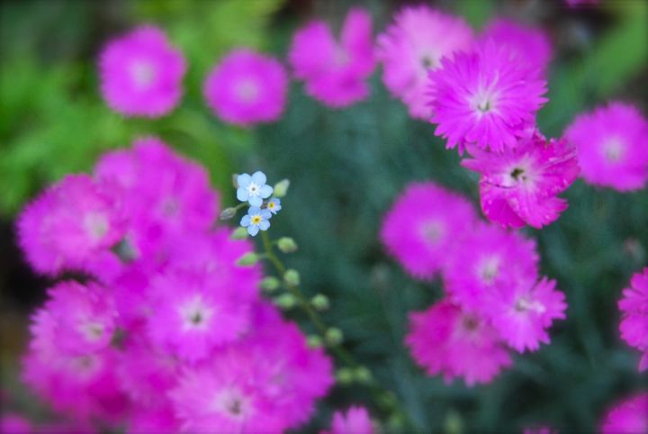 pink plant combinations, flowers, gardening, Dianthus Fire Witch and one little forget me not blooming along the Front Walk