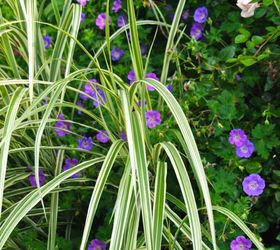 my garden in august, flowers, gardening, hydrangea, Geranium Rozanne blooming and draping itself over our dwarf ornamental grass Miscanthus sinensis Dixieland