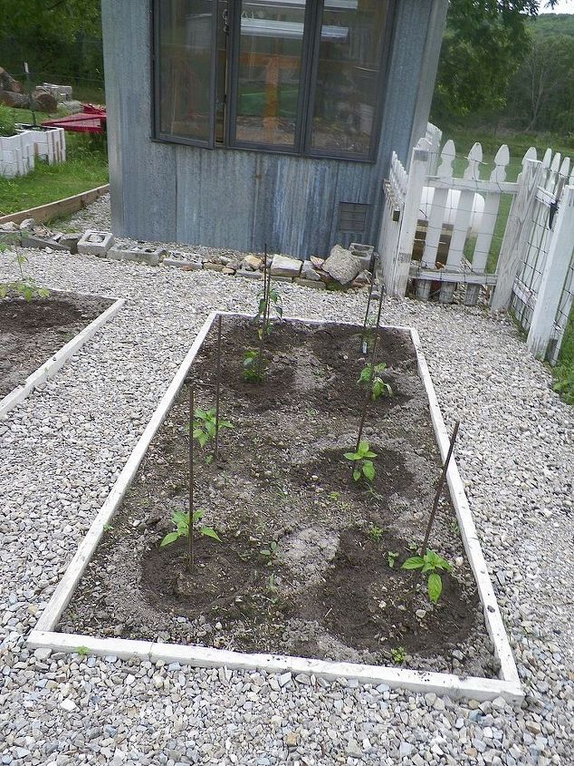 2013 garden, gardening, Hot peppers