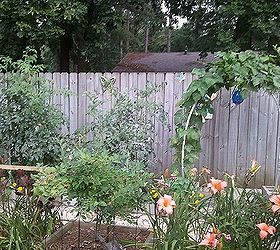gardening in central mississippi 2013, flowers, gardening, hydrangea, outdoor living, raised garden beds, Raised bed veggie garden area Green beans on trellis tomatoes and squash behind tomatoes In forefront is one of four blueberry bushes in between day lilies