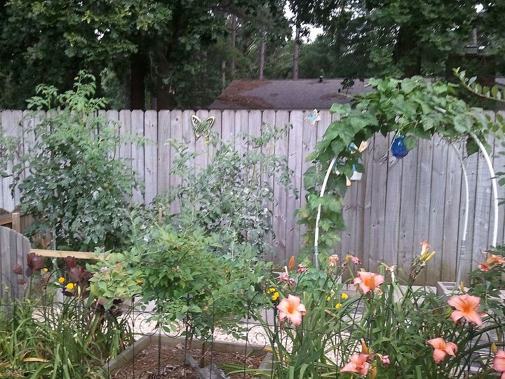 jardinagem em central mississippi 2013, rea de horta de canteiro elevado Feij o verde na treli a tomate e ab bora atr s dos tomates Em primeiro plano est um dos quatro arbustos de mirtilo entre os l rios