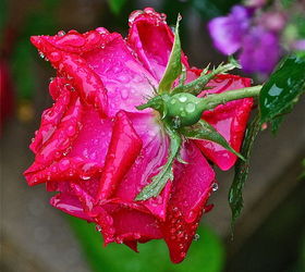 rain rain rain beautiful rain, gardening, Rain soaked red Knock Out rose