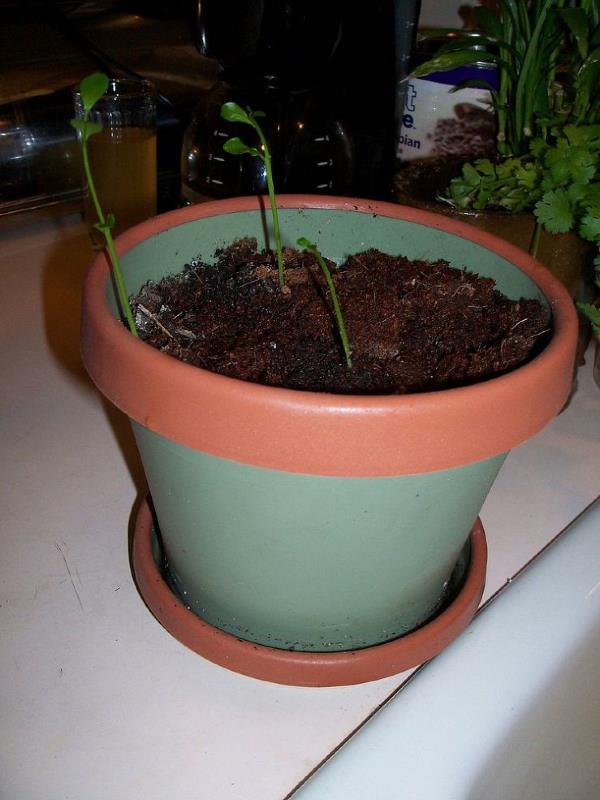 growing lemon tree from seeds, gardening, First lemon seeds growing in the pot