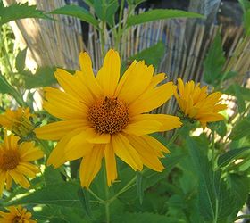 fab fall flowers, flowers, gardening, Helianthus Summer Sun stands tall and proud without staking