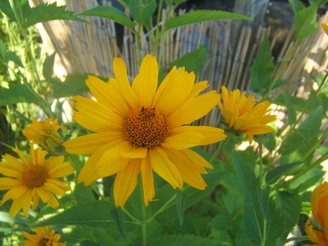 fab fall flowers, flowers, gardening, Helianthus Summer Sun stands tall and proud without staking