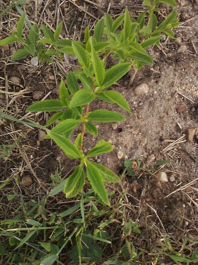 q plant identification