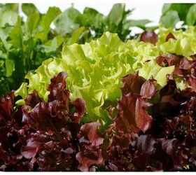 may garden makeover, gardening, raised garden beds, Inspect known entities that seem to be in good condition This lettuce is a keeper