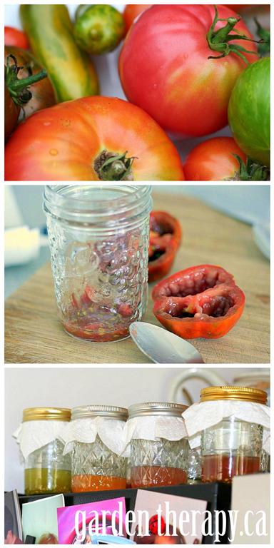 como conservar sementes de tomate nativas, Passo 2 Recolha as tripas em uma jarra Encha o com 1 4 x cara de gua e deixe fermentar em um lugar quente