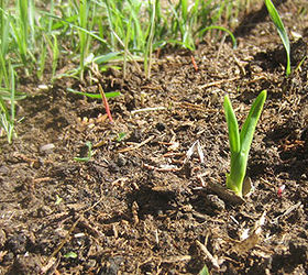 how to plant garlic, gardening, homesteading, After a week or so you ll see them sprouting cough among the weeds cough