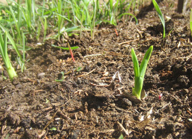 how to plant garlic, gardening, homesteading, After a week or so you ll see them sprouting cough among the weeds cough