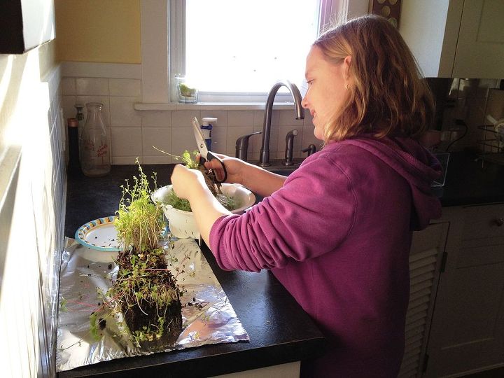 ensine seus filhos a cultivar o que comem agricultura sustentvel, Zoe apara os caules dos microgreens e os coloca em uma peneira para um enx gue r pido
