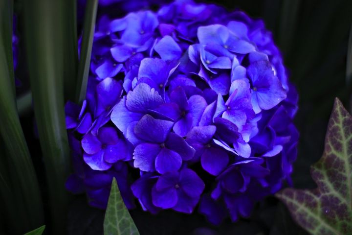 you can change the color of your hydrangreas, flowers, gardening, hydrangea, What s your favorite color of hydrangea