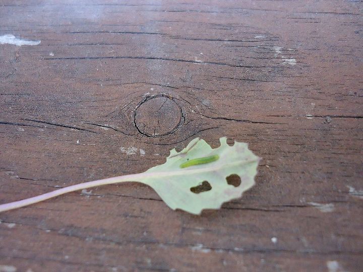 como manter suas brassicas livres de pragas, As larvas da mariposa do repolho comem seus vegetais Brassica muito rapidamente