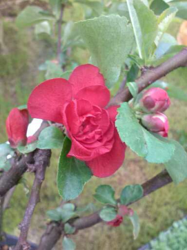 plant files, gardening, Quince 4 13