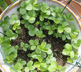 growing flowers plants vegetables and flowers on my deck, flowers, gardening, urban living, Strawberries in a huge pot on my deck