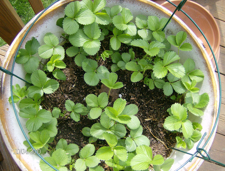 growing flowers plants vegetables and flowers on my deck, flowers, gardening, urban living, Strawberries in a huge pot on my deck