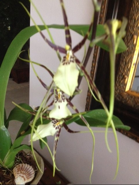 my unusual orchid, gardening, landscape