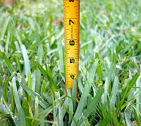 reduce your lawn s water dependence, flowers, gardening, perennials, Correct height for St Augustine 4 inches