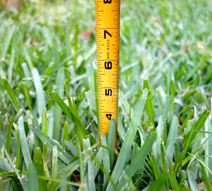 reduza a dependncia de gua do seu gramado, Altura correta para Santo Agostinho 4 polegadas