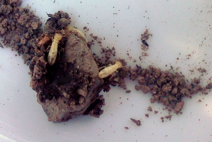 i guess these are termites, pest control