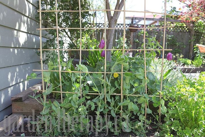 making a woven trellis, gardening, Train your plants up through the first few poles and then let them do their thing from there these peas know what to do