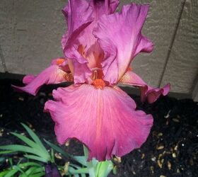 my summer garden has begun for 2013, flowers, gardening, hibiscus, MY IRIS ARE HUGE AND HEALTHY