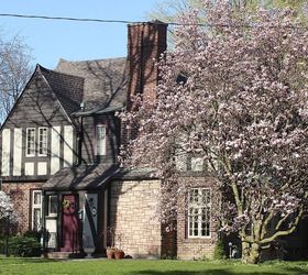 stunning magnolia in bloom, flowers, gardening, Our little Tudor house looks even prettier with the magnolia in bloom