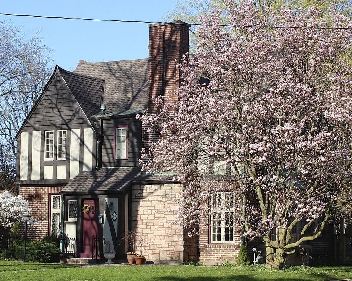 stunning magnolia in bloom, flowers, gardening, Our little Tudor house looks even prettier with the magnolia in bloom