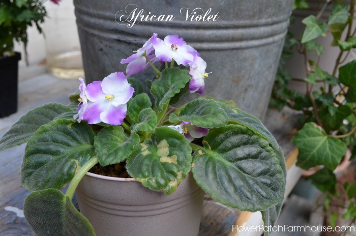 houseplants make indoor air healthier, gardening, African Violet