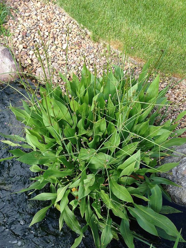 marginal aquatic plants, flowers, gardening, ponds water features, Water Plantain or Water Baby s Breath
