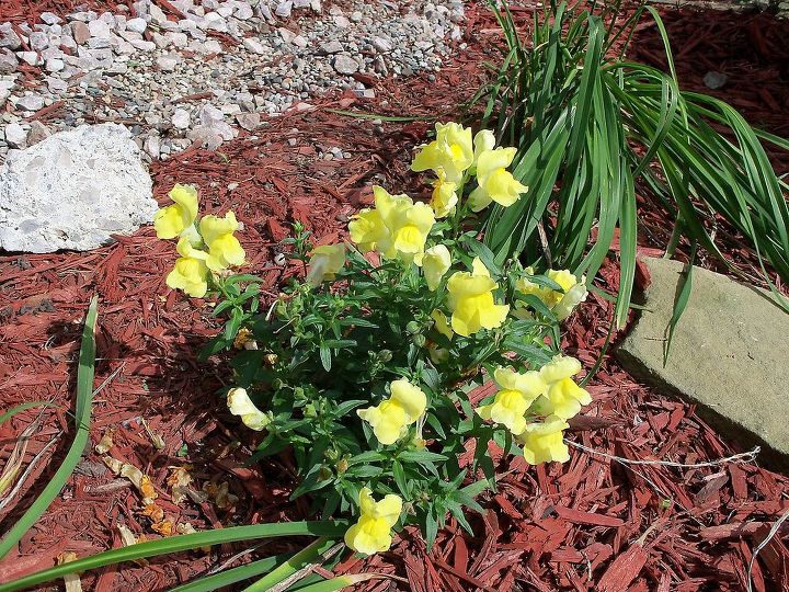 mellow yellow, flowers, gardening, yellow snapdragons