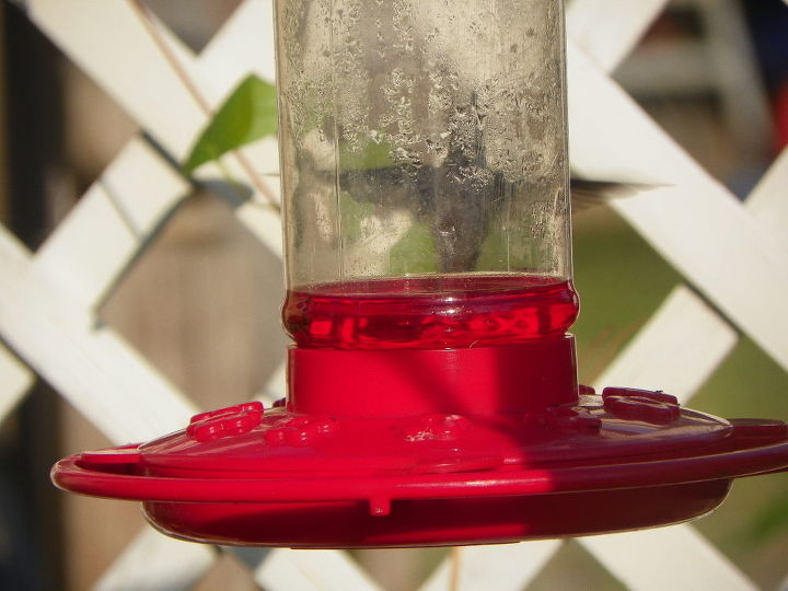 q how do i keep the ants away from my hummingbird feeders, gardening, pest control, Can you see the Humming bird hiding from me It s like he s playing peek a boo I C an ant or 2 on the also