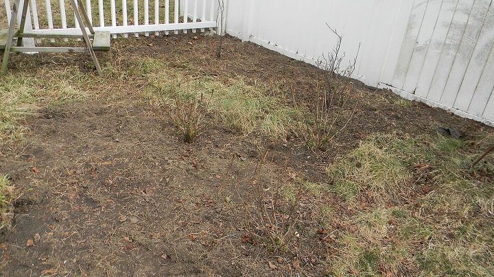 my perennial garden year 2, flowers, gardening, perennials, bed to right of path Has 3 montauk daisy plants in foreground flowering almond in corner