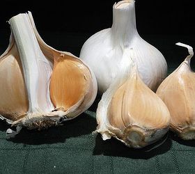 celebrate garlic easy to grow and healthy for you, flowers, gardening, Elephant or French Garlic
