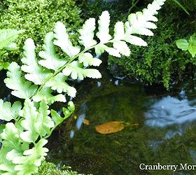 transplanting wild ferns, Another wild fern that simply appeared alongside the garden pond stream on the mossy rocks