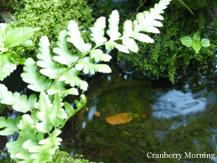 transplanting wild ferns, Another wild fern that simply appeared alongside the garden pond stream on the mossy rocks