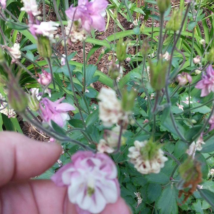 columbine aquilegia a beautiful spring bloomer to share, container gardening, flowers, gardening